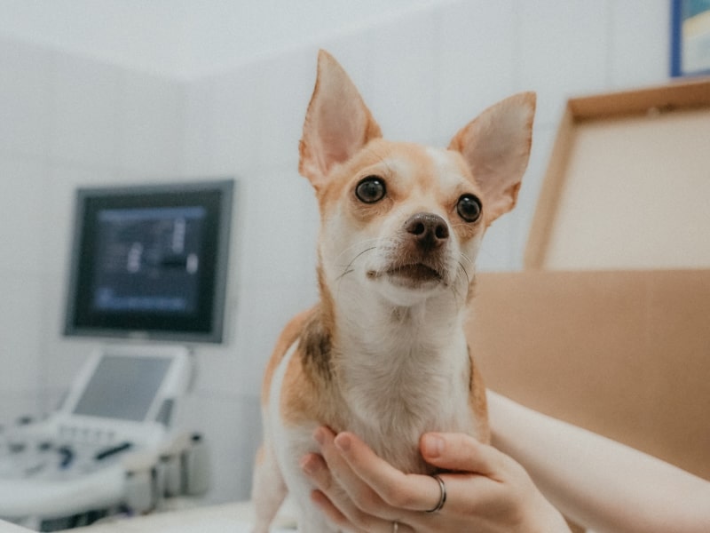 The basics of blood work for pets